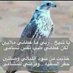 الشمالي (@alshmali6088) Twitter profile photo الشمالي (@alshmali6088) Twitter profile photo
