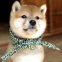 岡 一豊🐕 (@_zutoyo) Twitter profile photo