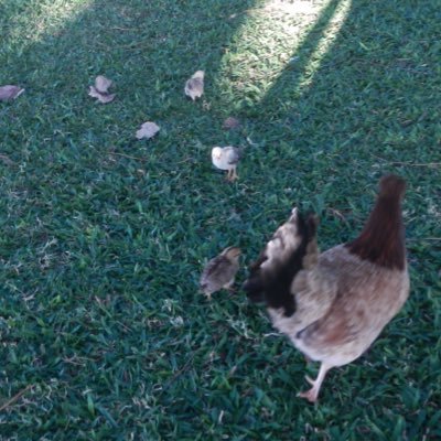 公園の鳩に墨汁をかけて鴉にする仕事