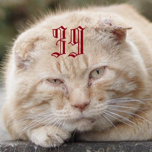 39_39_3's profile picture. phantom写真の人 本垢 (趣味・つぶやき用 。写真垢での掲載に漏れた写真の供養をここでしてたり) 猫好き 猫・ネタRT多め 。10月末から5月中旬まで土曜日はメジナ釣り