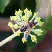 HNet_EnviroHealth (@h_envirohealth) 's Twitter Profile Photo