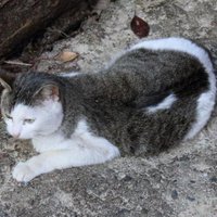 監督 (@enreds) 's Twitter Profile