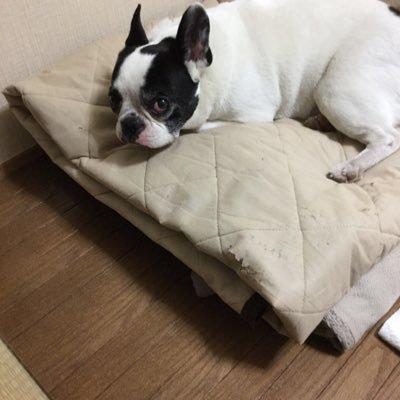 shige43619's profile picture. 