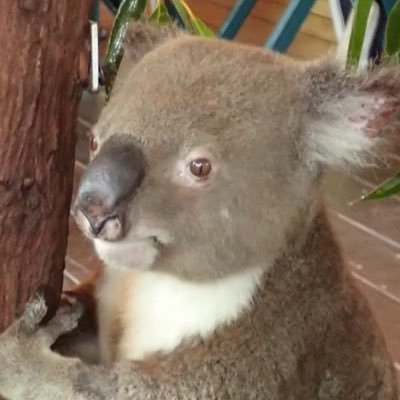 koara3030's profile picture. 