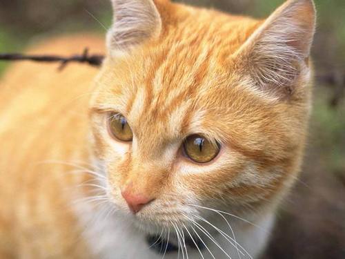 ✩再販✩J943＃失落的奥莉维亚(贝壳光)能猫日记切り売り海外人物マステ hiroyuki Irie on X