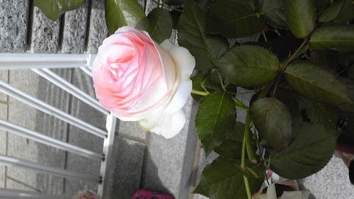 mamamamanさんのプロフィール画像