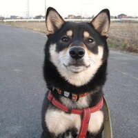 さくらの父 (@finecoolcan) Twitter profile photo