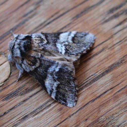 Keen naturalist,photographer and Lepidopterist.