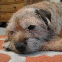 Titus The Dog (@tituswrites) 's Twitter Profile Photo Titus The Dog (@tituswrites) 's Twitter Profile Photo
