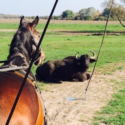 fago_sawashin's profile picture. 仙台フィルハーモニー管弦楽団ファゴット奏者です。弥栄高校音攻8期/東京藝術大学卒業 /桐朋オケアカ修了/ ジョジョの奇妙な冒険が大好きです。ヘビ2匹と大きめのトカゲを飼ってます