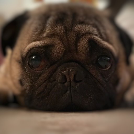 BrunoDaPug's profile picture. 