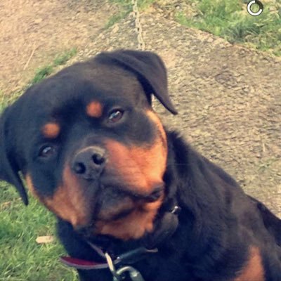 loulou16065's profile picture. 