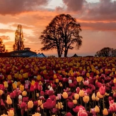 EngkiangMissie's profile picture. 