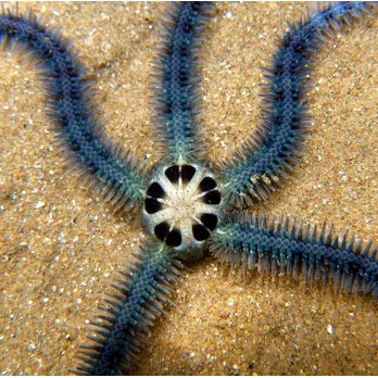 The Berwickshire & Northumberland Marine Nature Partnership. Conserving and promoting the sustainable use of the seas from Fast Castle Head down to the Tyne