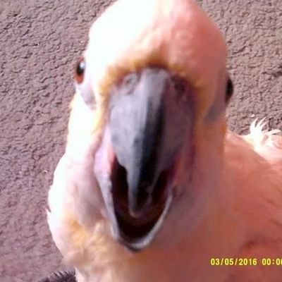 I am an 16 year old LSCC, I am a SHE bird. Mum ses I am the SHE DEVIL. I love eating, playing & biting. I got it going on. I aint no freak with a beak. Respect!