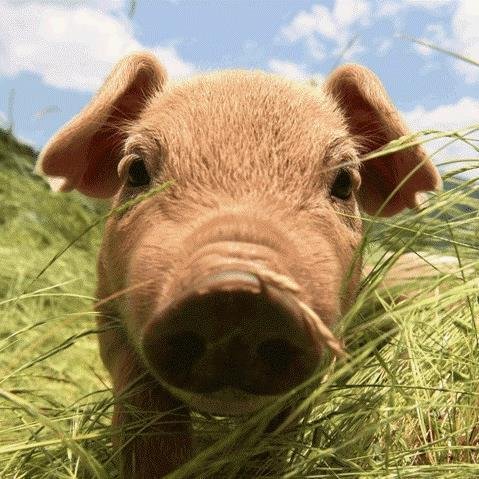 谷根千に住んでいます！　散歩にいらしてくださ~い！！