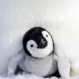 ttcpenguin's profile picture. #PCOS runs in the family. Ruled out for me at 18. Ruled back in at 34. #TryingToConceive while tweeting and dyeing my hair crazy colors....