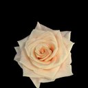 Sonia Buck - @soniabuck_buck - Twitter