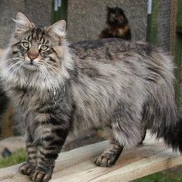 DianaLlew's profile picture. Hates All Animal Cruelty, Love's Dolphins Cats Amy Winehouse, Crystals Sci Fi  Art. tv progs -X Files and Being Human No Sex or Porn!!  Peace and Love to All✌