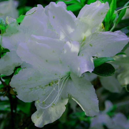 wasserbug's profile picture. Esquire. Nerd. Sports fan. Music connoisseur. Deutschsprecher :: 80's babies for all the wins. But first, coffee.