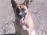 Jesus is Lord, American through and through 
God loving, Dog family.   Be alert, the world needs more lerts - A.E. Newman
