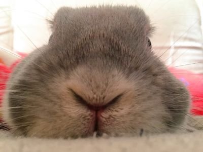 うさにゃん♪ぽろっちょさんのプロフィール画像
