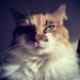Rosie (@rosiethecalico) Twitter profile photo Rosie (@rosiethecalico) Twitter profile photo