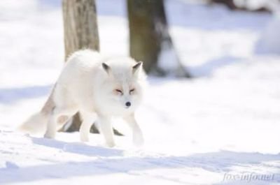 狐雪狼 Auhgxgwefrhbfu8 Twitter 狐雪狼 Auhgxgwefrhbfu8 Twitter