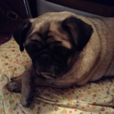 Loveroflife55's profile picture. From a galaxy far far away! May God be with my disabled brothers and sisters! Love Live PD!