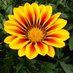 Riston Plants (@ristonplants) Twitter profile photo Riston Plants (@ristonplants) Twitter profile photo