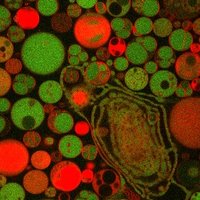 Danelon Lab (@danelonlab) 's Twitter Profile