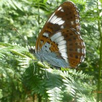 caper caillie (@capercaillie_22) 's Twitter Profile