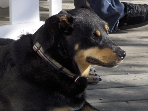 OhioKAR's profile picture. Married. 2 boys, 2 girls, 2 doggies (Noah's Ark!?) 1 Grandbaby. Own/Manage/Rent Properties.  LOVE animals