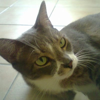 J'aime le jazz pur (be bop, swing), un jazz-fusion, progressif, salsa, kaneka ( musique de chez moi), reggae, cinéma.