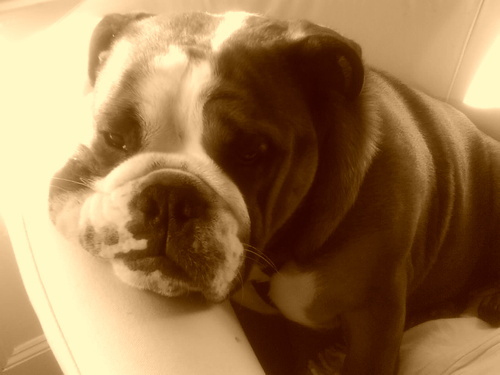 bobsped's profile picture. 