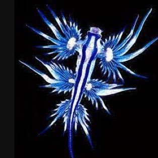 闘牛zakki 死滅(削除)しますさんのプロフィール画像