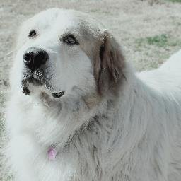 OklaPyrRescue's profile picture. GPRO is devoted to saving Great Pyrenees and Pyr mixes in kill shelters, owner surrenders & partnering with animal control authority to help Pyrs at-risk.