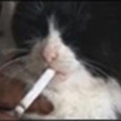 adekvatus's profile picture. 