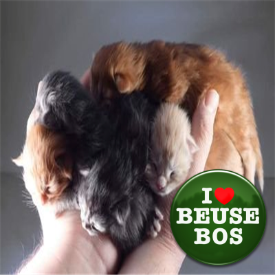 21stCenturyCoon's profile picture. We are a small maine coon cattery in The Netherlands. We breed polydactyl, non polydactyl and new foundation cats.
https://t.co/g1oiyj2bJy