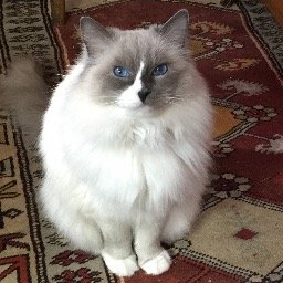 Oban70's profile picture. 