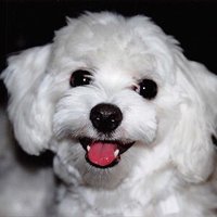 daisuke (@ufo_tom) 's Twitter Profile