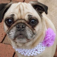 Ruby the Pug(@NotYourAvgPug) 's Twitter Profile Photo