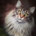 Aslan & Kiska (@aslanandkiska) Twitter profile photo Aslan & Kiska (@aslanandkiska) Twitter profile photo
