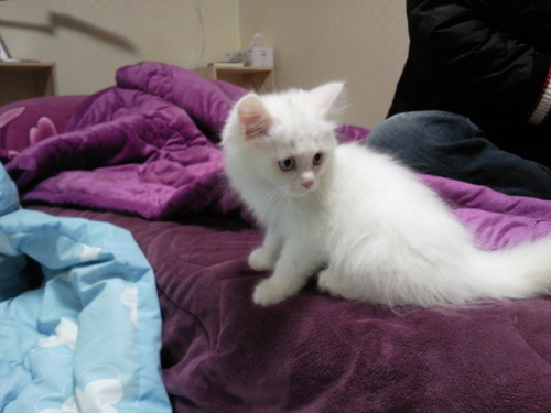 pjhchampion's profile picture. 