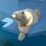 f_hole828's profile picture. 『種の尊厳』とは何かを求めつつ野生・園館の動物に毎週会いに行っています🏔️🚙⛴✈️🚃🚌🚅ホッキョクグマを巡る予定がいろいろな動物に魅了され続けています♩
