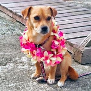 BOSS_Kiyo's profile picture. 基本は東京都葛飾区在住で、1/3は伊豆の熱海住まい。常磐線（千代田線直通）＆京成金町線金町駅近辺でダイビングスクール・ショップを営んでいます。が、葛飾にいじゅくみらい公園と水元公園をベースのノルディックウォーキングとポールウォーキングのコースも開催し。全て、年齢や体力、目的や目標に合わせて進めますのでお気軽にご相談を！