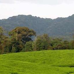 Working together to protect Rwanda's forests, expand agro-forestry and boost productivity for sustainable development. #GreenRwanda