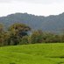Rwanda Forests (@forestryrwanda) Twitter profile photo Rwanda Forests (@forestryrwanda) Twitter profile photo