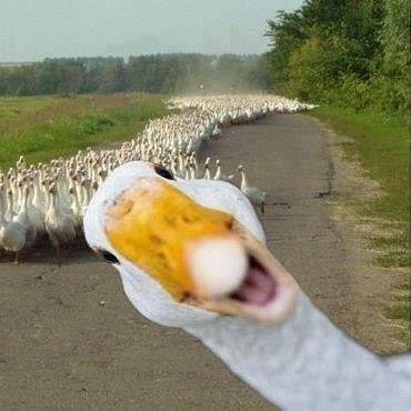 lesfretwell's profile picture. Rebel Without A Cauliflower.