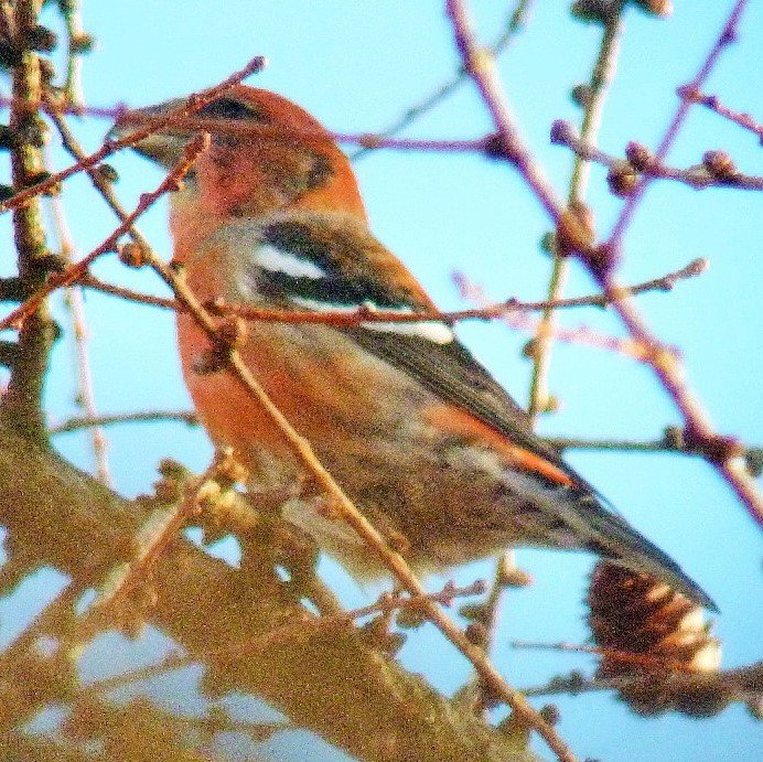 We are the Gloucestershire RSPB local members group. We found the Two-barred Crossbills, a Great Grey Shrike and Hawfinches all on one of our field meetings.